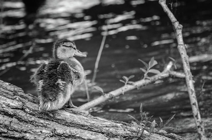 Mallard Duckling - Black and White Photograph by Susan McMenamin