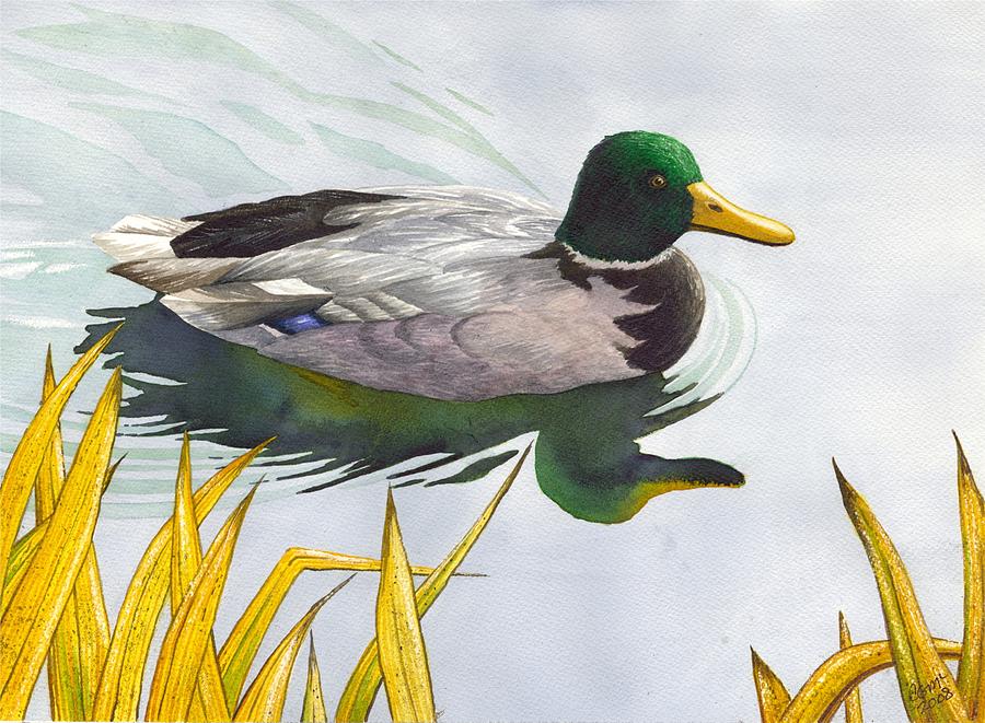 Mallard Painting by Catherine G McElroy