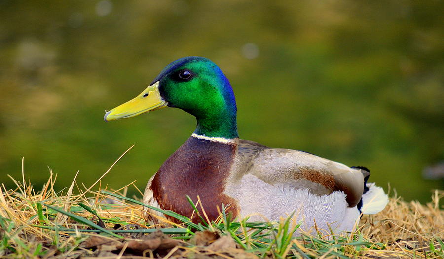 Mallard Close Up Photograph by iunona Harris | Fine Art America