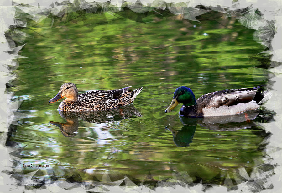 Mallard Couple on a Pond Photograph by Kae Cheatham