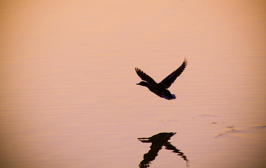Mallard Dawn Photograph by Sam Turgeon Mallard Dawn Photograph by Sam Turgeon