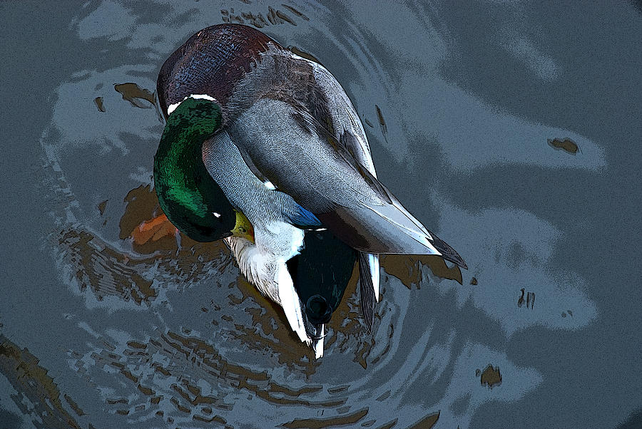 The Great Escape Photograph - Mallard  by Don Wright