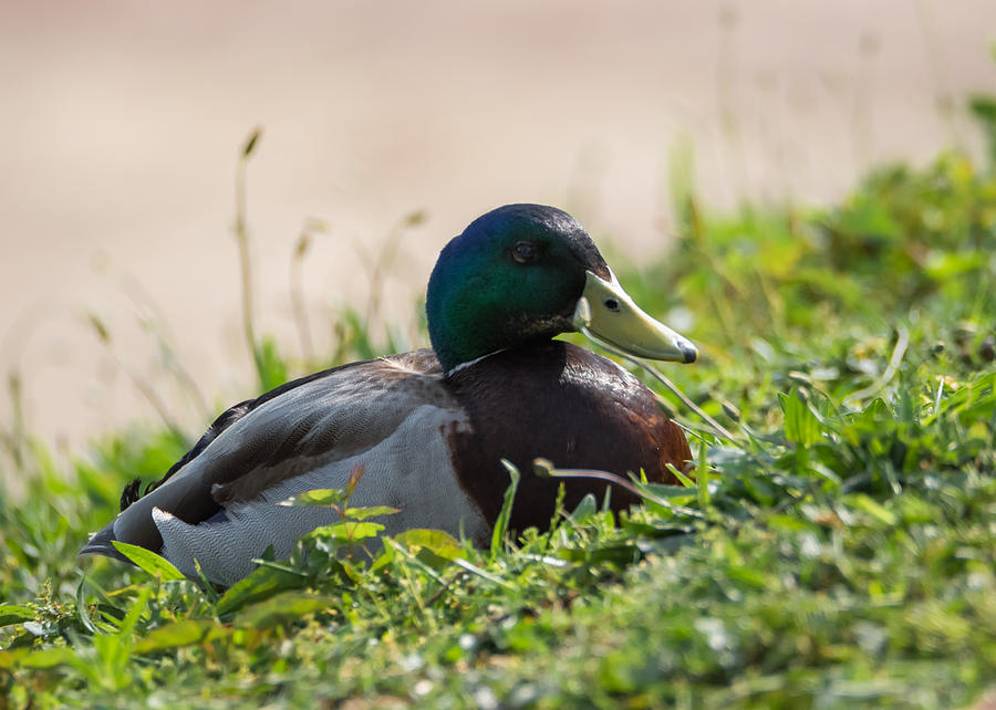 Mallard Drake on the Ohio River Bank Photograph by Holden The Moment