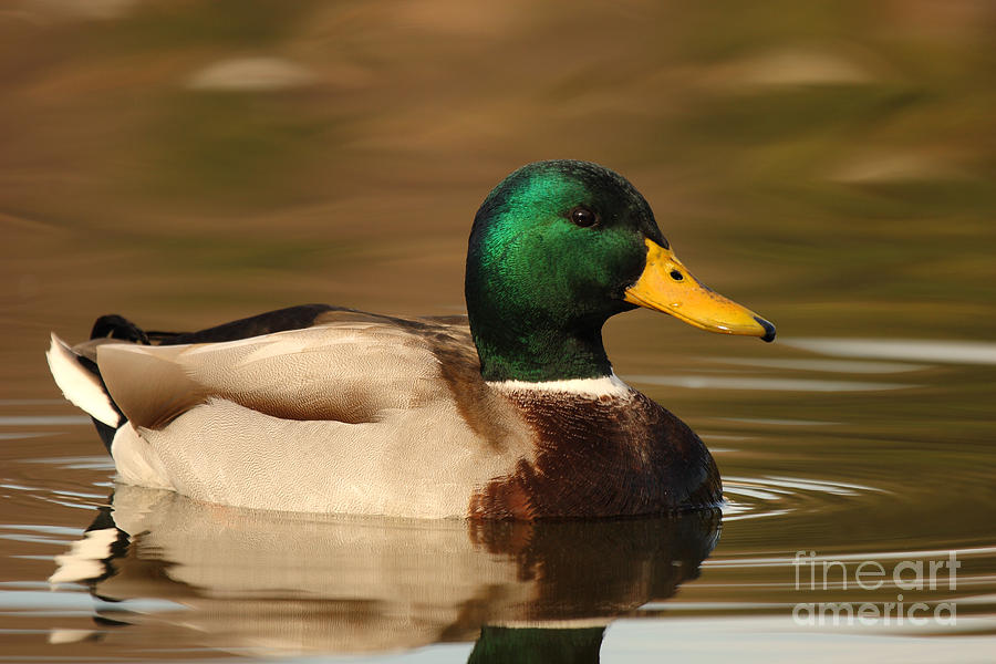Mallard Drake Against Shifting Background Photograph by Max Allen