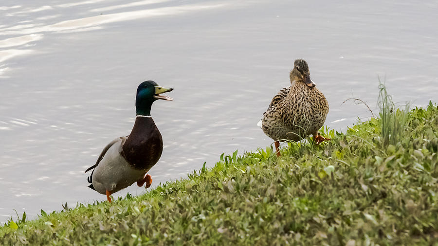 Mallard Drake Chasing after his Lady Photograph by Holden The Moment