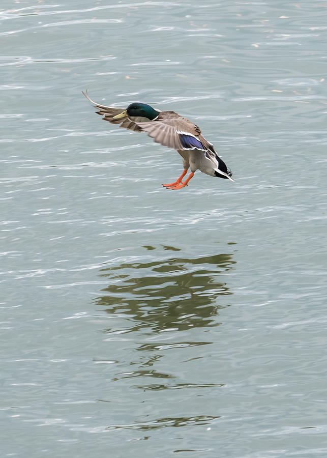 Mallard Drake Coming In For A Landing On The Ohio Photograph by Holden The Moment