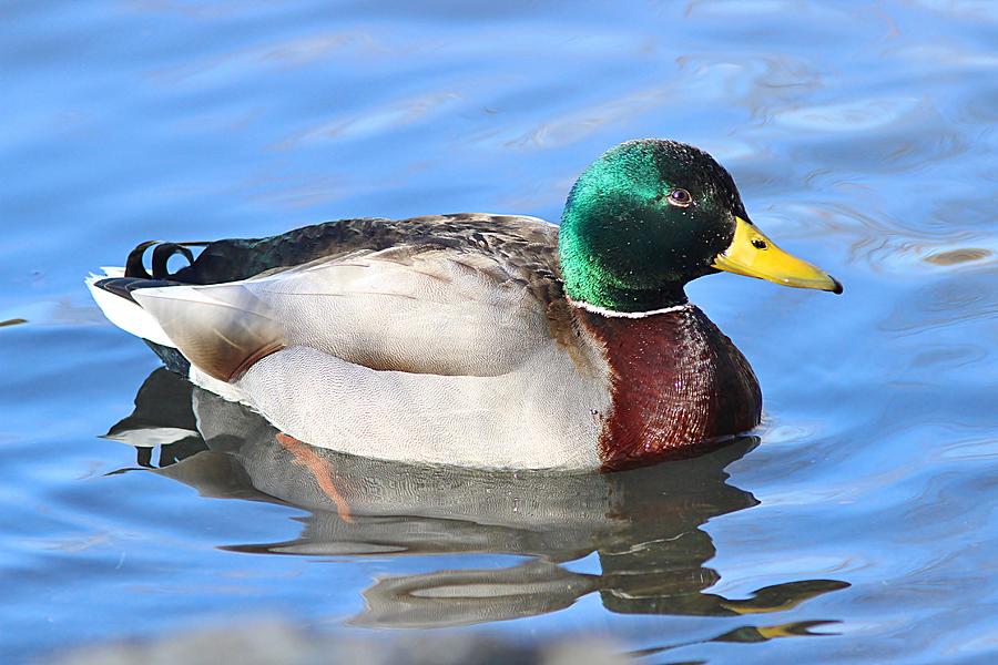 Mallard Drake in blue water Photograph by Linda Crockett - Fine Art America