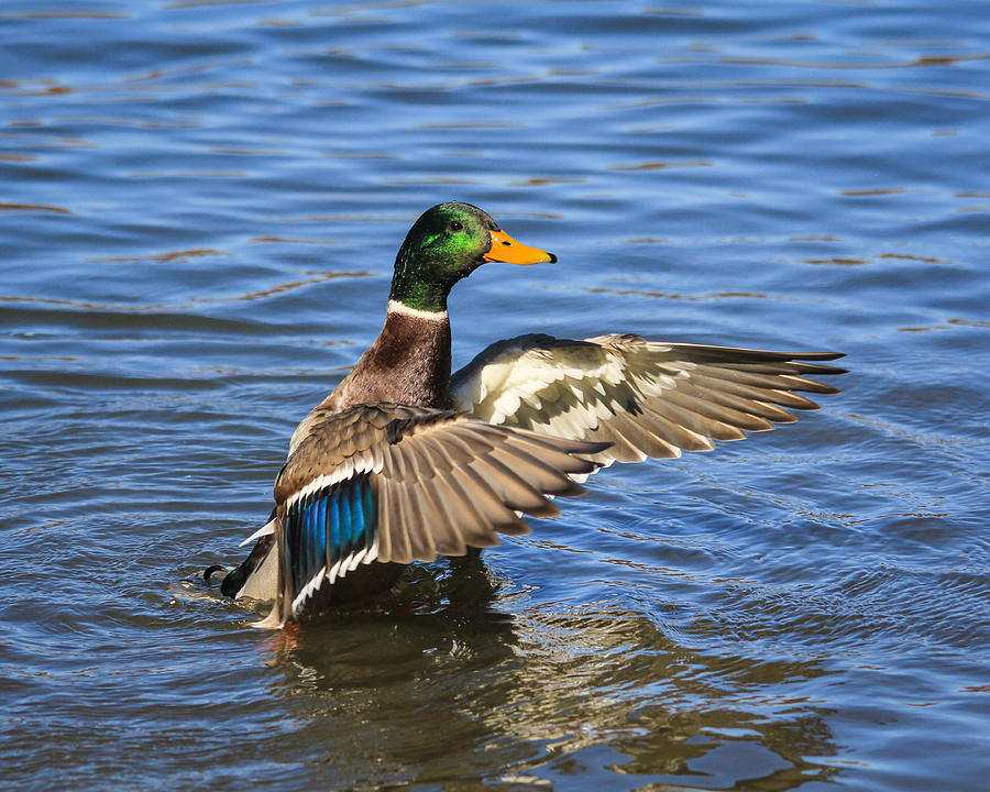 Mallard Drake In The Water Photograph By Kimberly Kotzian - Pixels