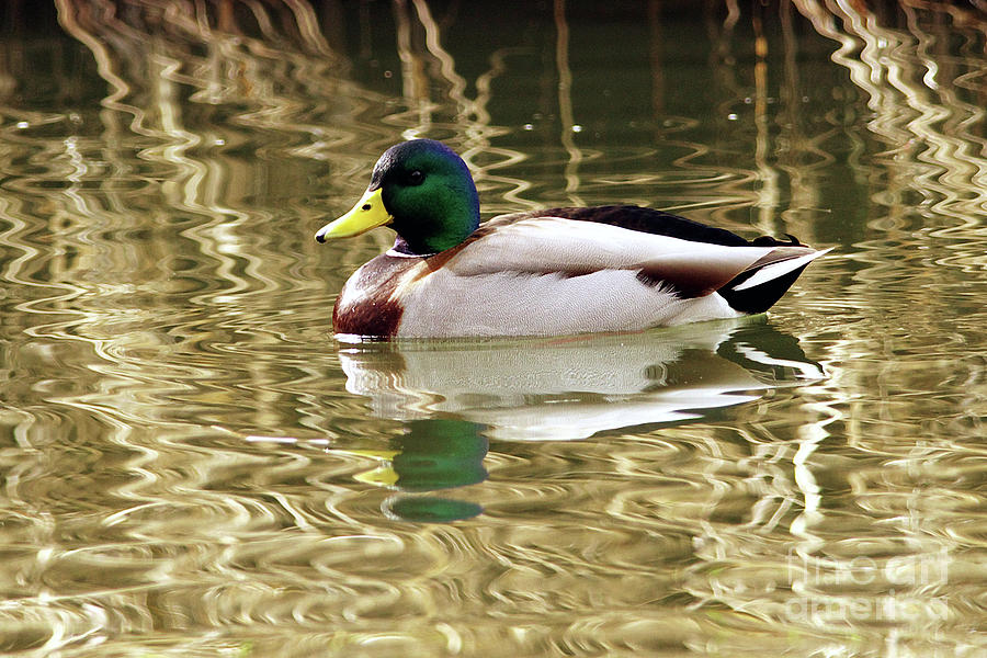 Duck Photograph - Mallard Drake by Sharon Talson
