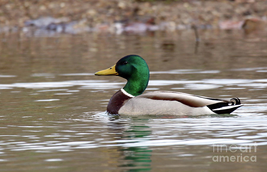 Duck Photograph - Mallard Drake by Steve Gass