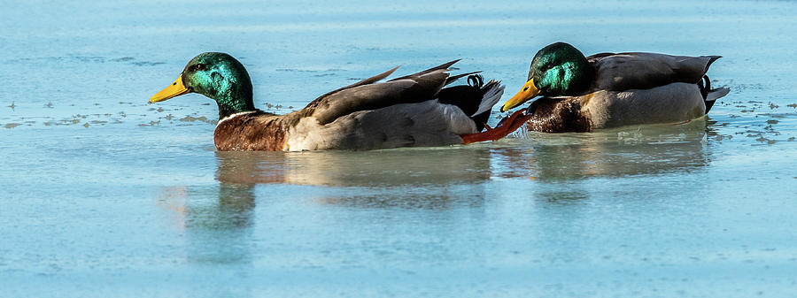 Mallard Drakes In Winter Photograph by Yeates Photography