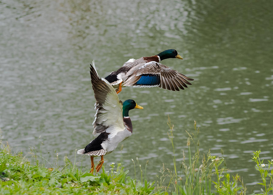 Mallard Drakes  Photograph by Holden The Moment