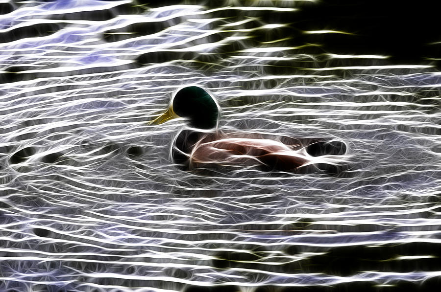 Mallard Duck - Fractal Photograph by Lawrence Christopher