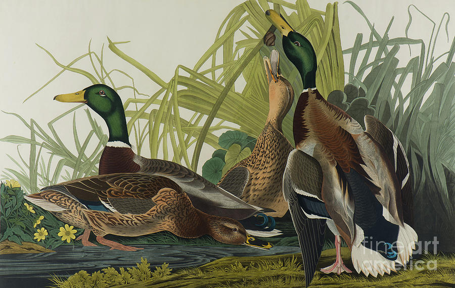 Mallard Duck, 1834  Painting by John James Audubon