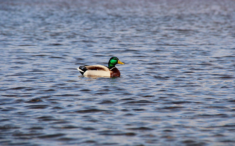Mallard Duck 2 Photograph by Rachel Cohen