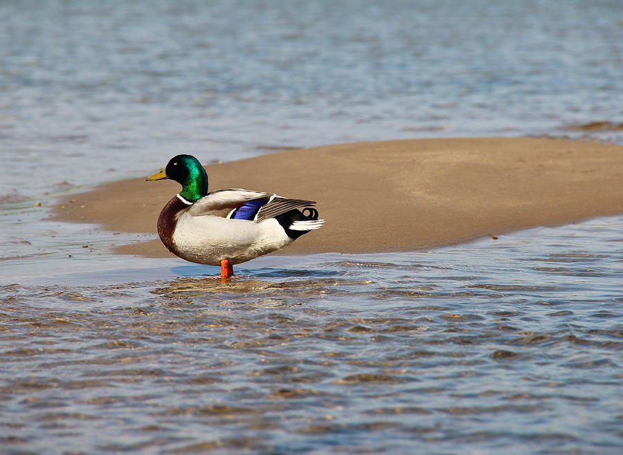 Mallard Duck 3 Photograph by Rachel Cohen