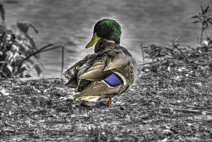 Duck Photograph - Mallard Duck a3 by John Straton