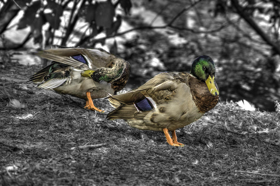 Duck Photograph - Mallard Duck a4 by John Straton