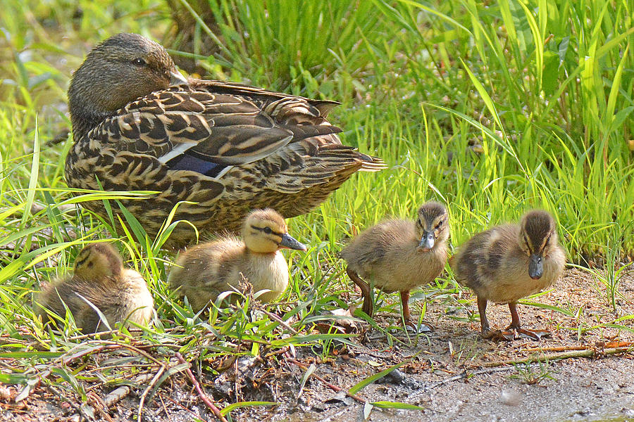 Mallard Duck and Chicks Photograph by Alan Lenk