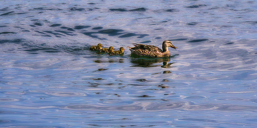 Mallard Duck and Ducklings Photograph by Steven Ralser