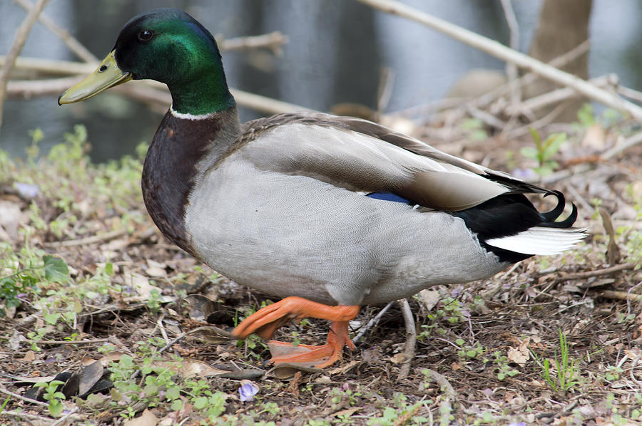 Mallard Duck Photograph by Angela Burney | Fine Art America