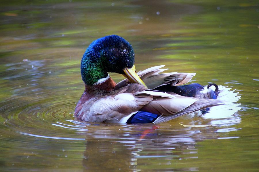 Mallard Duck at Lost Lagoon Photograph by Emerita Wheeling