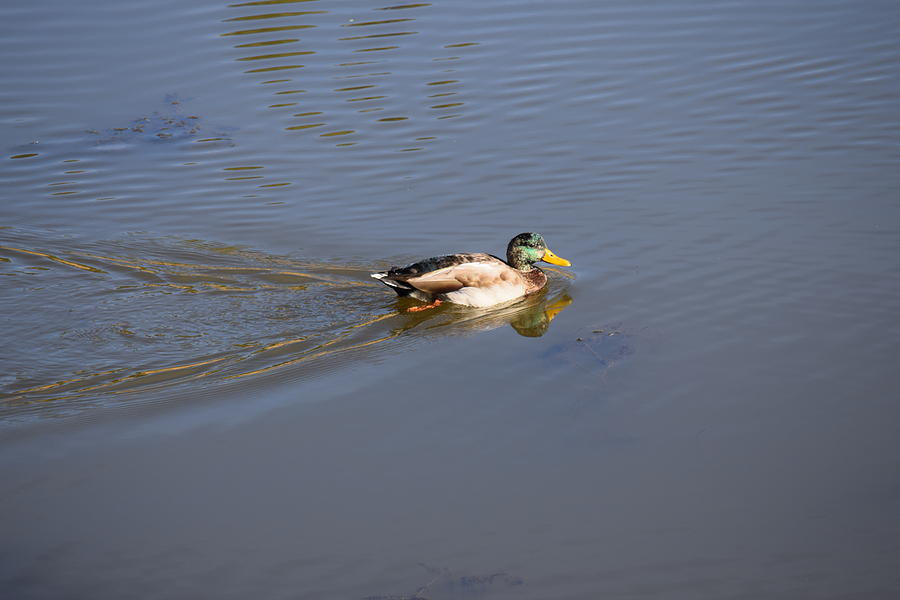 Mallard Duck Burgess Res CO Photograph by Margarethe Binkley