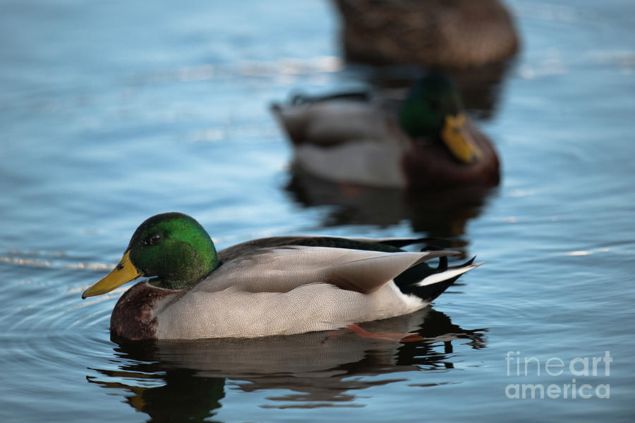 Mallard Duck Call Photograph by Dale Powell