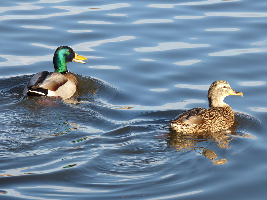 Mallard Duck Couple Photograph by Marsha Camblin - Fine Art America