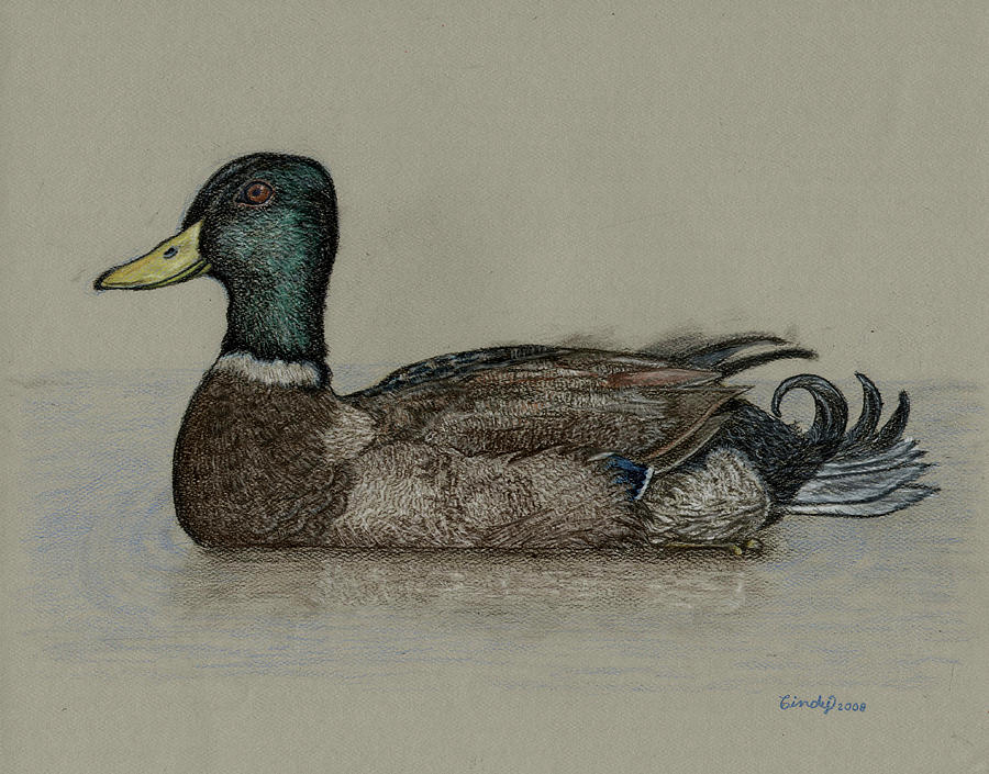 Mallard Duck Drawing by Cynthia Lanka Fine Art America