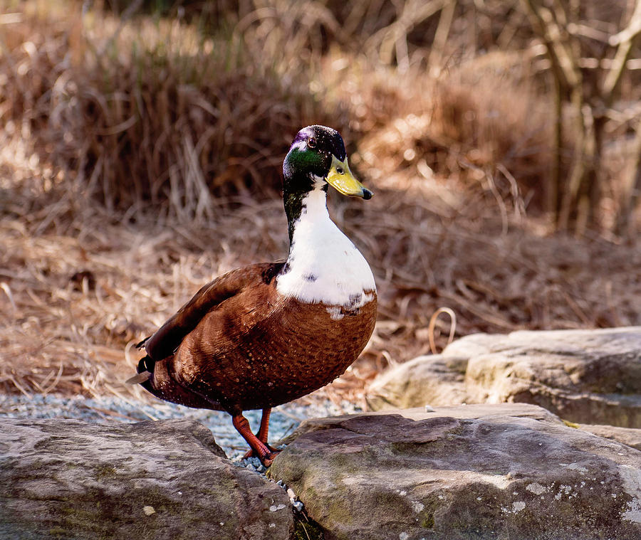 Mallard Duck Photograph by Cynthia Wolfe