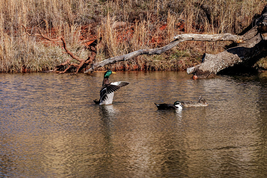 Mallard Duck Photograph by Doug Long