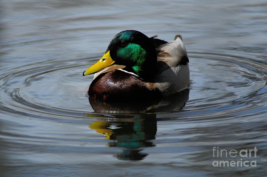 Mallard Photograph - Mallard Duck Drake I by Merrimon Crawford