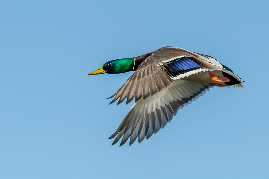 Mallard Duck Drake Photograph by Tam Ryan