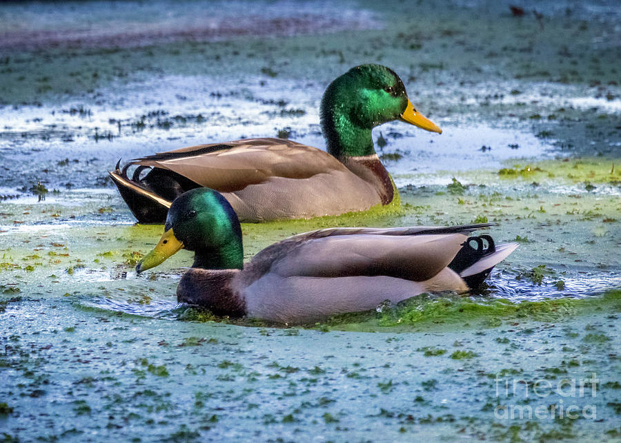 Mallard Duck Duo Photograph by Karen Jorstad