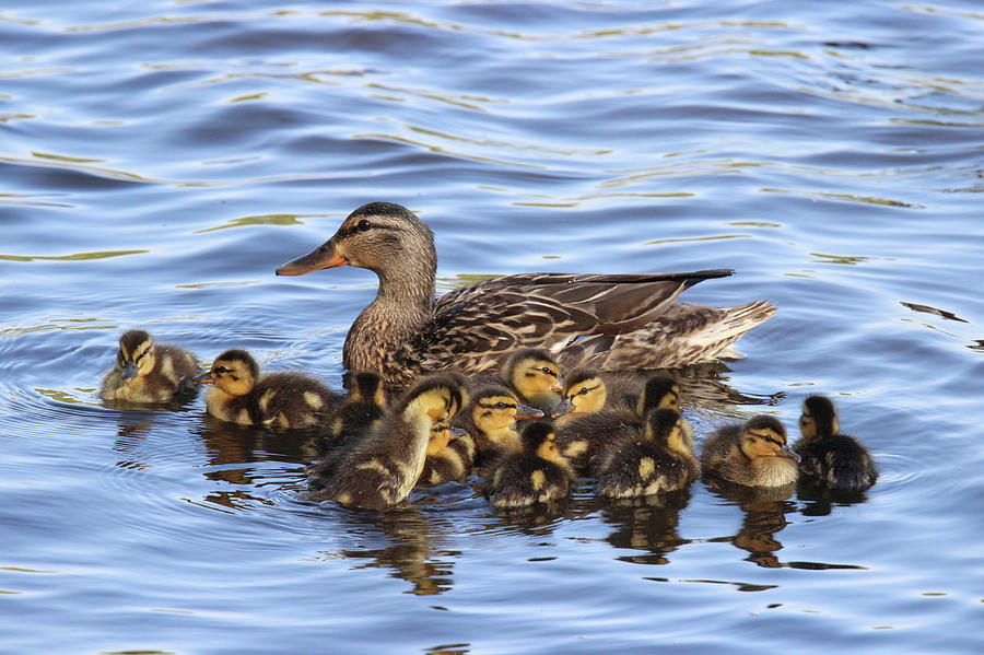 flock of ducks