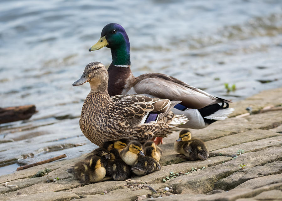 Mallard Duck Family Photograph by Holden The Moment