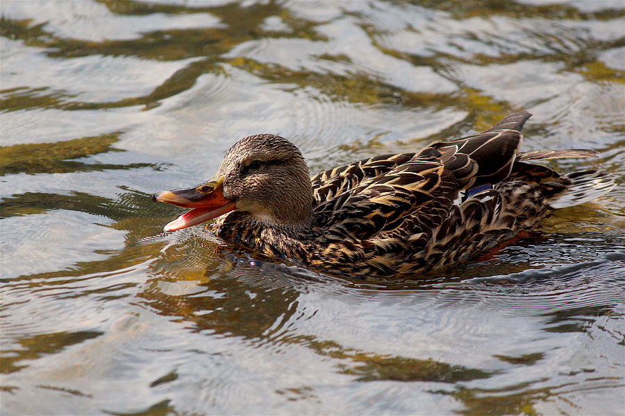 Mallard Duck IV Photograph by Nicholas Miller - Fine Art America