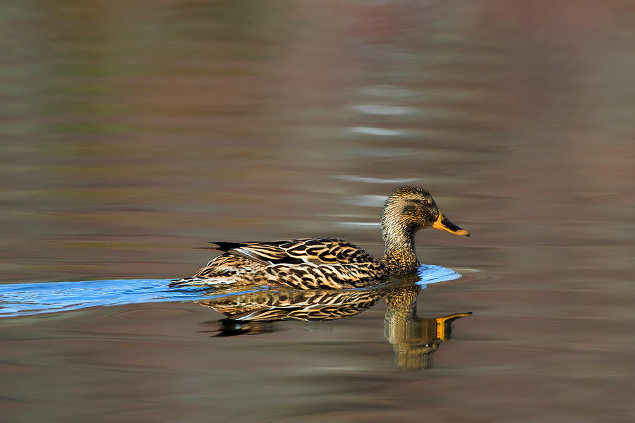 Duck Photograph - Mallard Duck Hen by Bill Wakeley