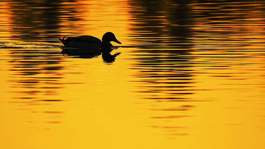 Mallard duck in a pond at sunset Photograph by Vishwanath Bhat