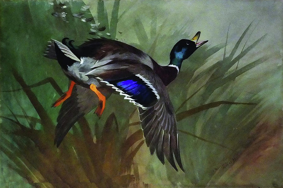 Mallard Duck in Flight by Thorburn Mixed Media by Movie Poster Prints