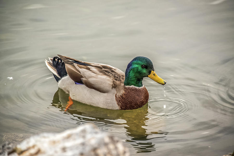 Mallard Duck In Idaho Photograph by Yeates Photography