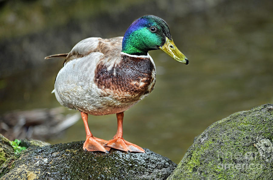 Mallard Duck Photograph by Jim Fitzpatrick