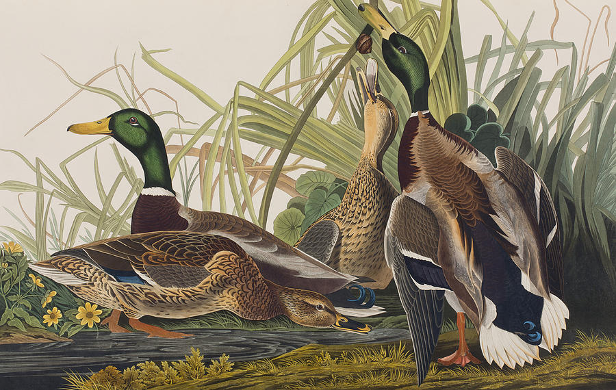 Mallard Duck Painting by John James Audubon