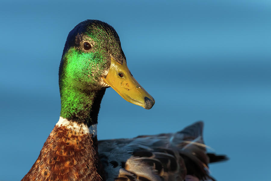 Mallard Duck  Photograph by Jonathan Nguyen