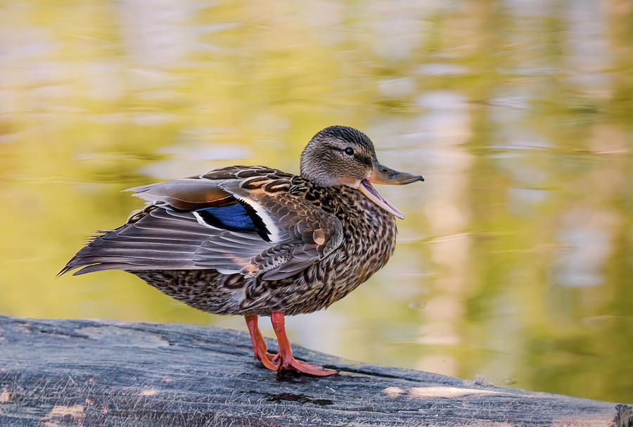 Mallard Duck Photograph by Kathy King