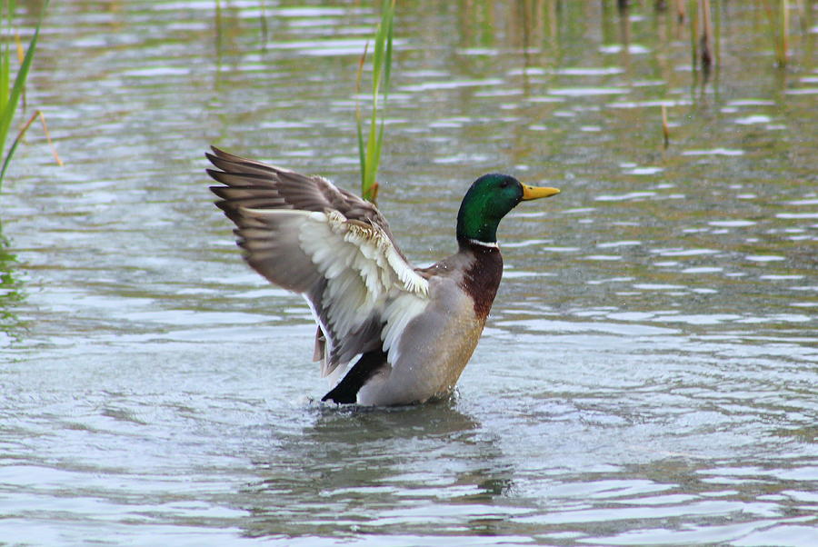 mallard ducks landing