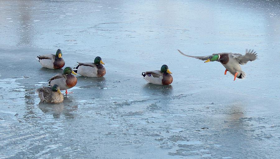 Mallard Duck Landing On Ice  Digital Art by Lyle Crump