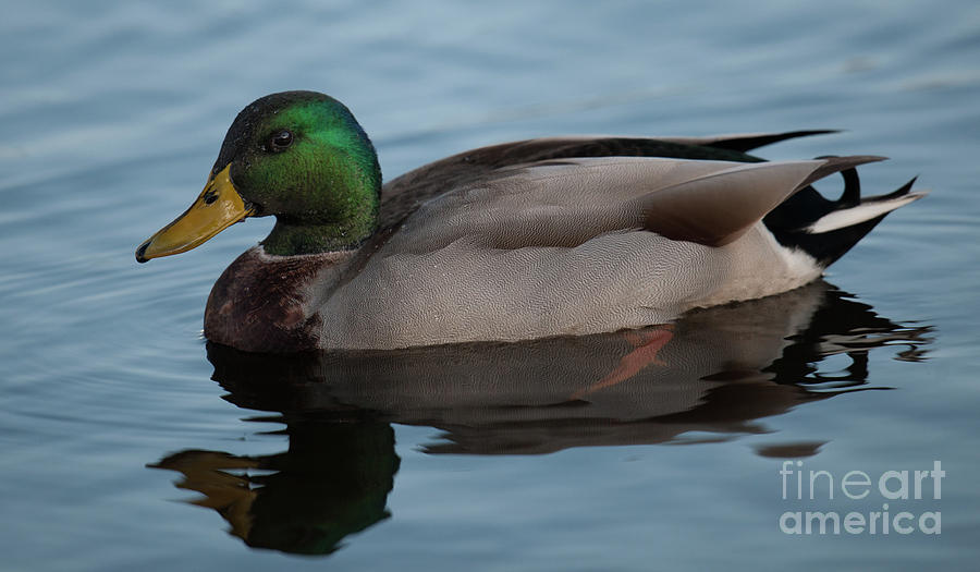 Mallard Duck Majesty Photograph by Dale Powell