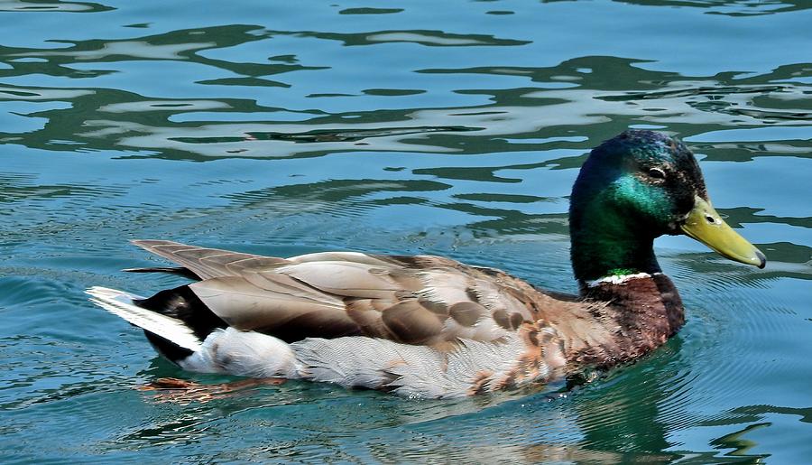 Duck Photograph - Mallard Duck - Male by Mikel Classen